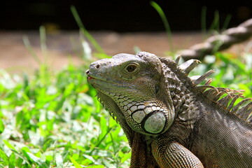 lizard