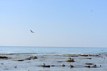 caspian sea and flying seagull