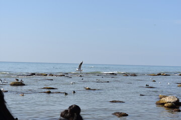 caspian sea and flying seagull