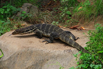 monitor lizard