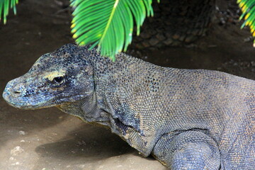 monitor lizard
