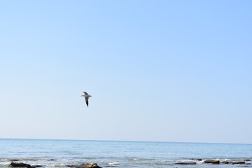 Fototapeta na wymiar caspian sea and flying seagull