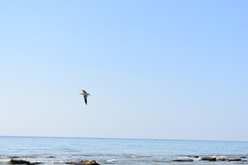 caspian sea and flying seagull