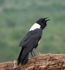 Close-up of calling pied crow (Corvus albus) calling at Scavenger`s hide, Zimanga Private Game Reserve, KwaZulu Natal.