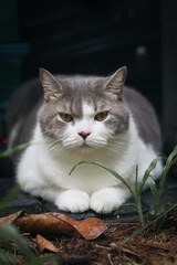 Scottish fold cat sitting in the garden with green grass. Calico cat looking at something.