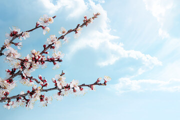 branch of blooming apricots in spring against the background of blue sky and white clouds. Spring background, greeting card for mother's day or easter with copy space