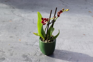 Mini Orchidee. Mini Orchid dark cherry.
