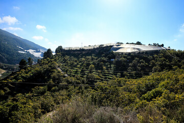 Mountain landscape with medlar plantations