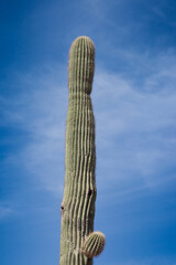 Saguaro Cactus in the desert