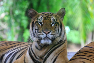 tiger