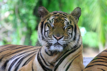 tiger
