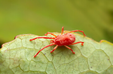 Adult mite on leaf, macro photo