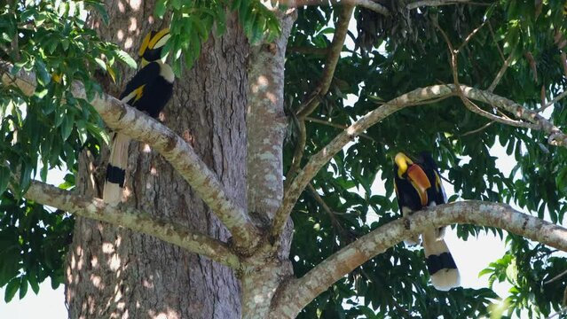 Great Hornbill Buceros bicornis two individuals perched opposite directions one preens while the other hides from a thick branch with leaves, Khao Yai National Park, Thailand.