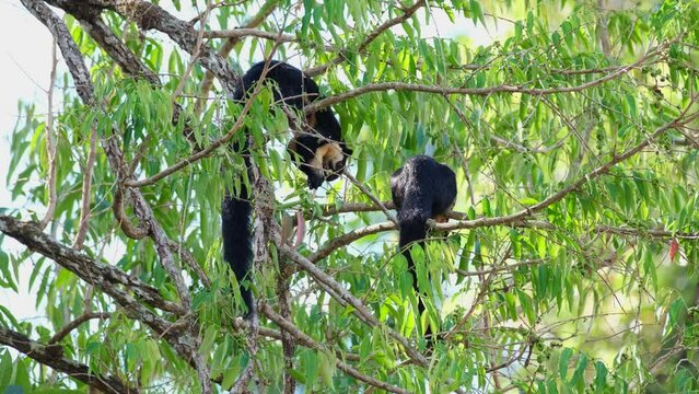 Black Giant Squirrel, Ratufa bicolor seen eating fruits within the foliage with two hands while the other is seen from its back,  Khao Yai National Park, Thailand