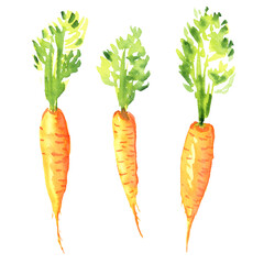 Orange fresh carrot set. Watercolor collection of healthy plants for print, fabric, banner.
