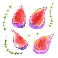Figs watercolor slice set with thyme branches. Collection of fruit images for print, fabric, banner.