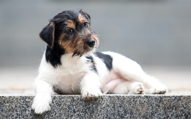jack russell wirehaired puppy on the steps of the breed