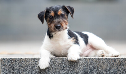 puppy jack russell wirehaired tricolor