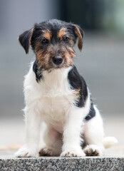 jack russell wirehaired puppy on the steps of the breed