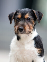 puppy jack russell shaggy in the yard