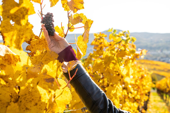Frau greift nach Weinrebe zwischen Blättern an Weinrebe