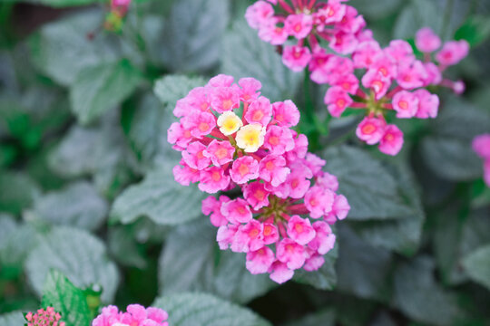 Pink werbena flower