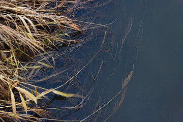 Natural background with dry grass on the bank of the river, dark autumn water and water weeds in the water. Dried grass in the water. Cold background with copy space