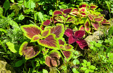 Colorful leaves of Coleus Blumego. Colorful plants to the garden