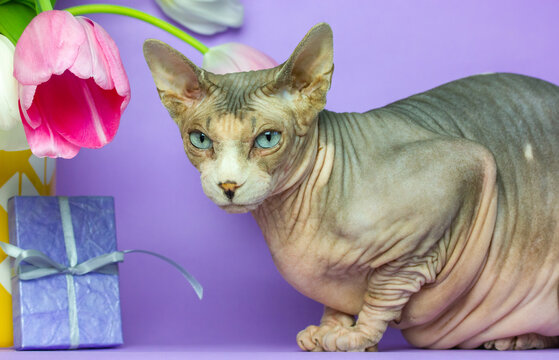 Bald naked wrinkled Canadian Sphynx cat with blue eyes on violet background, pink tulips bouquet, gift box with bow. Cute feline domestic pet portrait. Serious sphinx background. Cat's happy birthday.