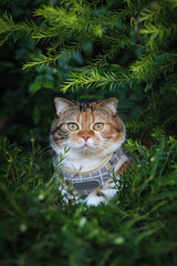 Scottish fold cat sitting in the garden with green grass. Calico cat looking at camera.