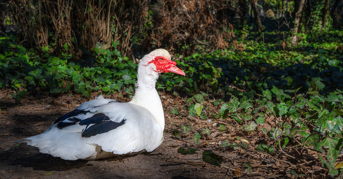 Pato criollo cairina moschata posado en el suelo entre sol y sombra en el parque Campo Grande de Valladolid, Espa&ntilde;a