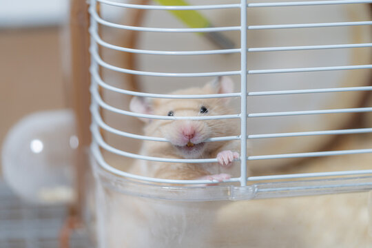 キンクマハムスター の画像 364 件の Stock 写真 ベクターおよびビデオ Adobe Stock