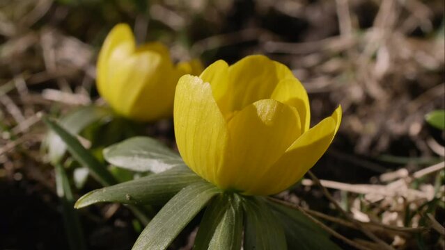 Biene und Winterlinge (Eranthis hyemalis) im Fr&uuml;hling, Bayern, Deutschland