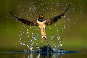 Barn swallow bird jump and splash in water