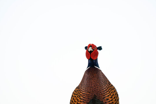 Close up of a Common pheasant with a white background