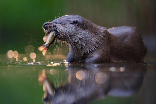 Eurasian otter catch a fish in the water