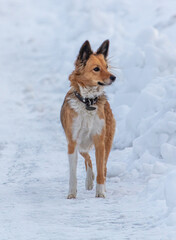 The dog walks in the snow in winter in the park.
