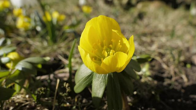 Biene und Winterlinge (Eranthis hyemalis) im Fr&uuml;hling, Bayern, Deutschland