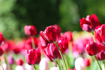 Amazing a red tulip blooming in a park against a backdrop of blurred tulip flowers with selective focus