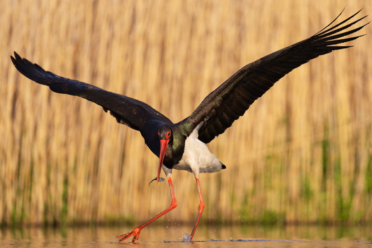 Black Stork