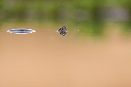 European pond turtle in the water