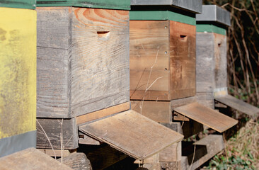 Several wooden apiaries stand next to each other outdoors in winter