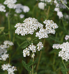 Yarrow, Achillea millefolium