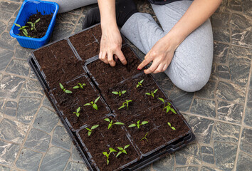 A woman prepares pepper seedlings in the ground for planting in a vegetable garden