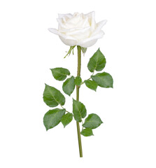 Obraz premium White rose with drops isolated on white background