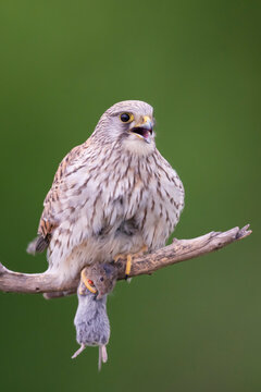 European kestrel bird with its prey