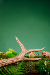 Deer horn on wild forest plants fern and moss on green background