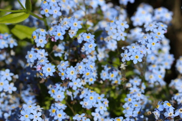 Close-up of blue flowers (lat. Myosotis) with selective focus for floral blue background 