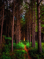 Forest in the light dark
