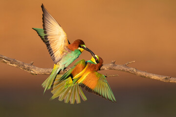 Two Eurasian bee-eaters